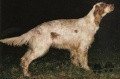Setter Anglais BRISE DU BEC ÉTOILE Setter Anglais BRISE DU BEC ÉTOILE